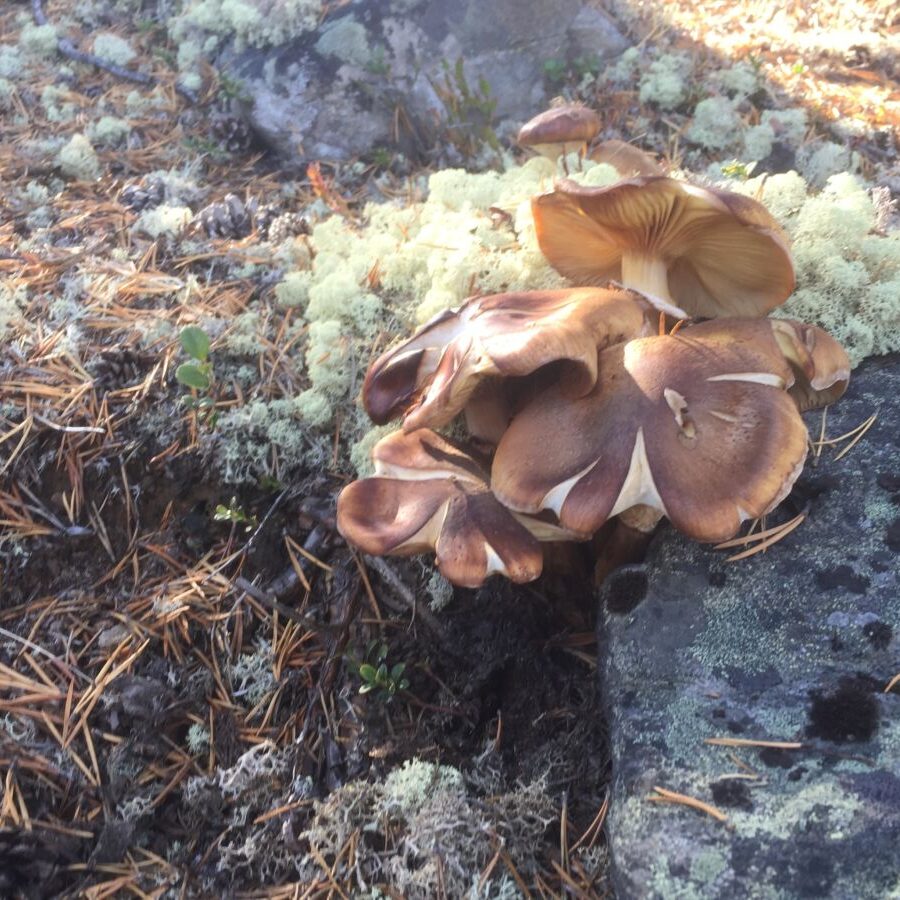 Sopp mushroom sopptur soppsanking Jotunheimen Sjodalen Hyttetun